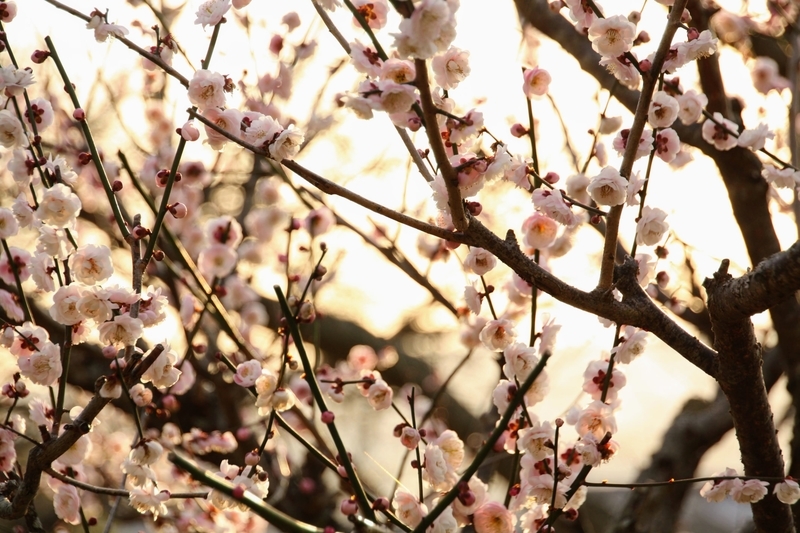 f:id:kibi6:20210303213214j:plain