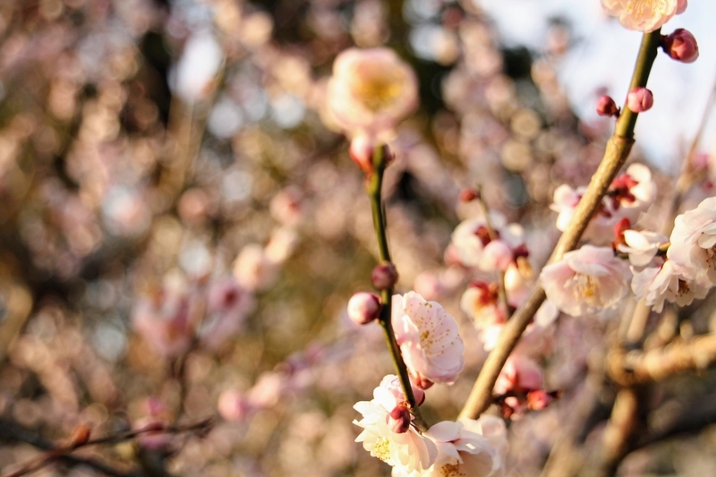 f:id:kibi6:20210303213412j:plain