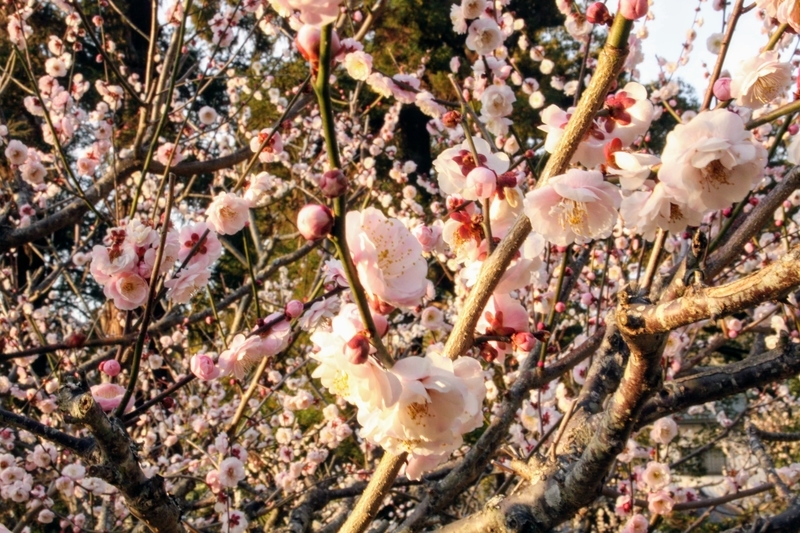 f:id:kibi6:20210303213422j:plain