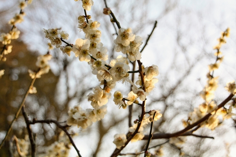 f:id:kibi6:20210303213433j:plain