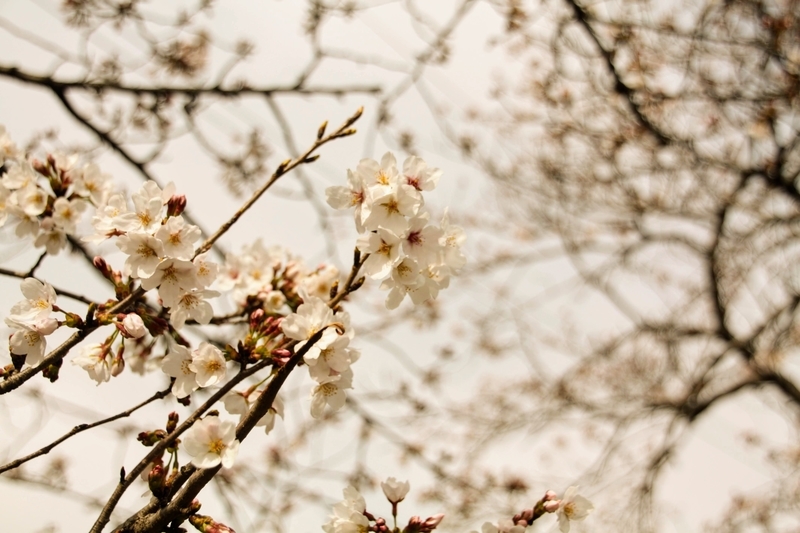 f:id:kibi6:20210401204627j:plain