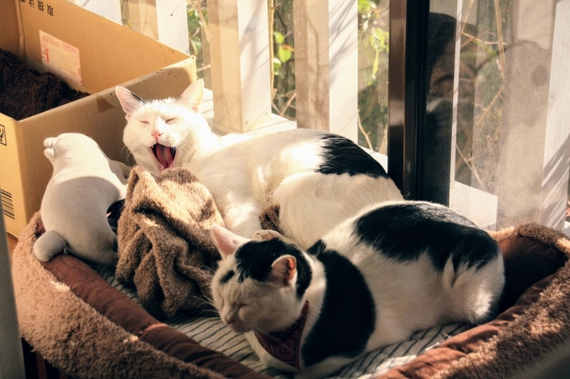 f:id:kibi6:20211231202722j:plain