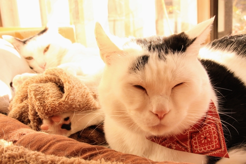 f:id:kibi6:20211231202732j:plain