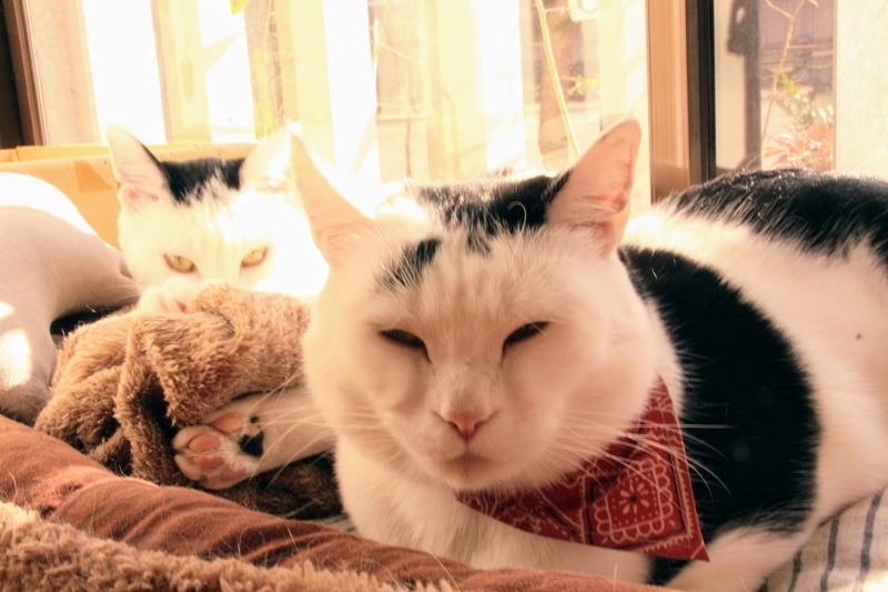 f:id:kibi6:20211231202739j:plain