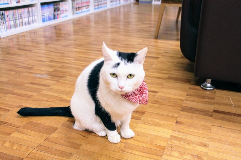 f:id:kibi6:20211231202750j:plain