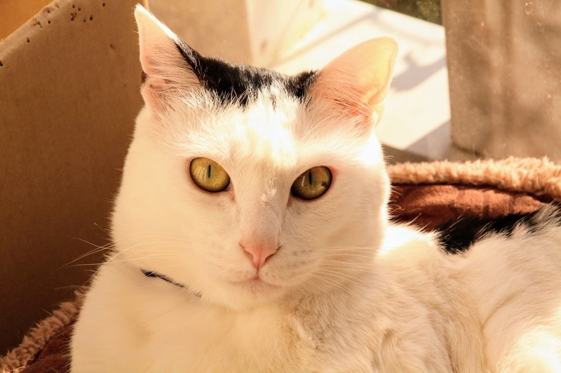 f:id:kibi6:20211231202817j:plain