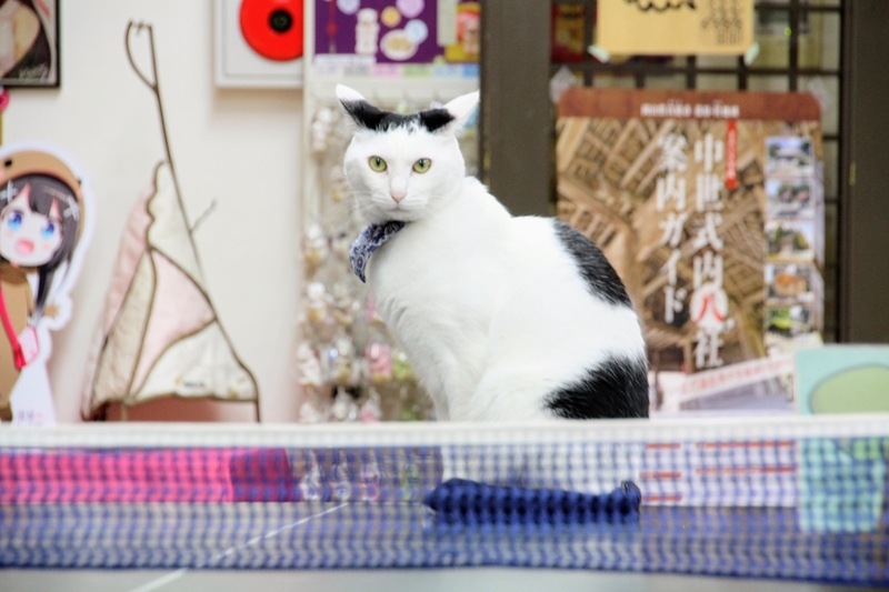 f:id:kibi6:20211231202842j:plain