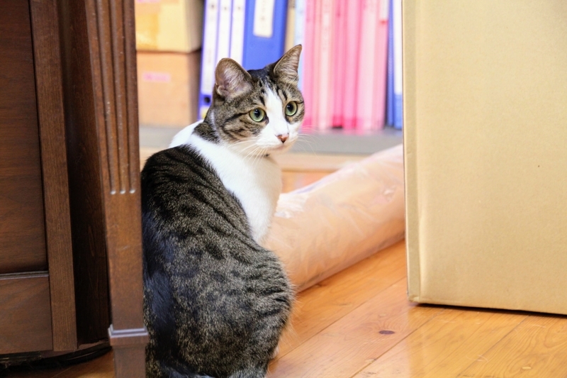 f:id:kibi6:20211231210218j:plain