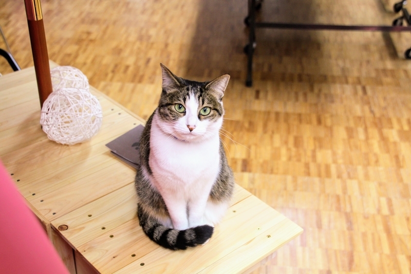 f:id:kibi6:20211231210228j:plain