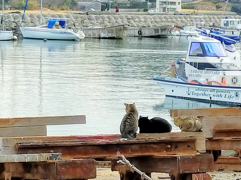 f:id:kibi6:20220227013240j:plain