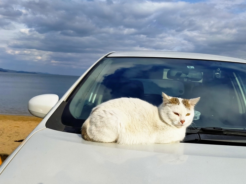 f:id:kibi6:20220227013248j:plain