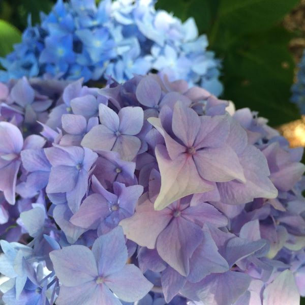 f:id:kibikibinote:20200614074457j:plain f:id:kibikibinote:20200614074457j:plain