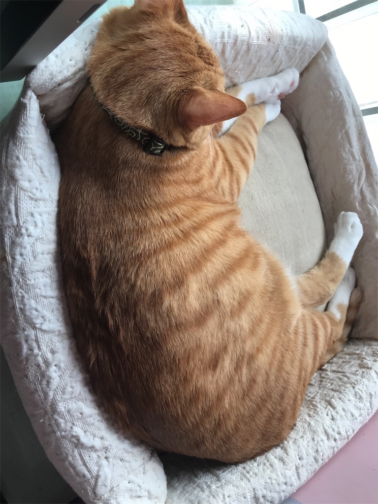 f:id:kibimon:20190512102918j:image