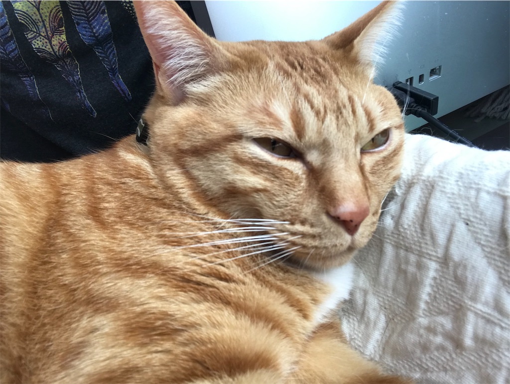 f:id:kibimon:20190512103055j:image