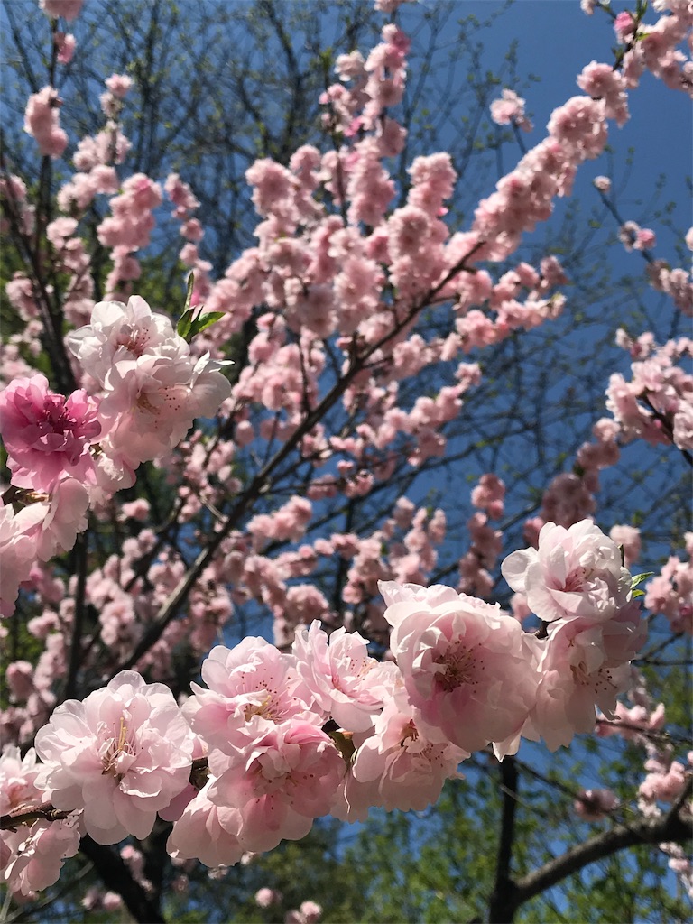 f:id:kibimon:20190513150659j:image