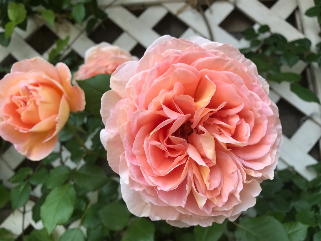 f:id:kibimon:20190515065102j:image