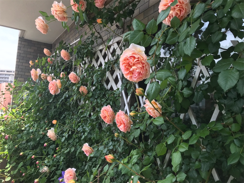f:id:kibimon:20190515065107j:image