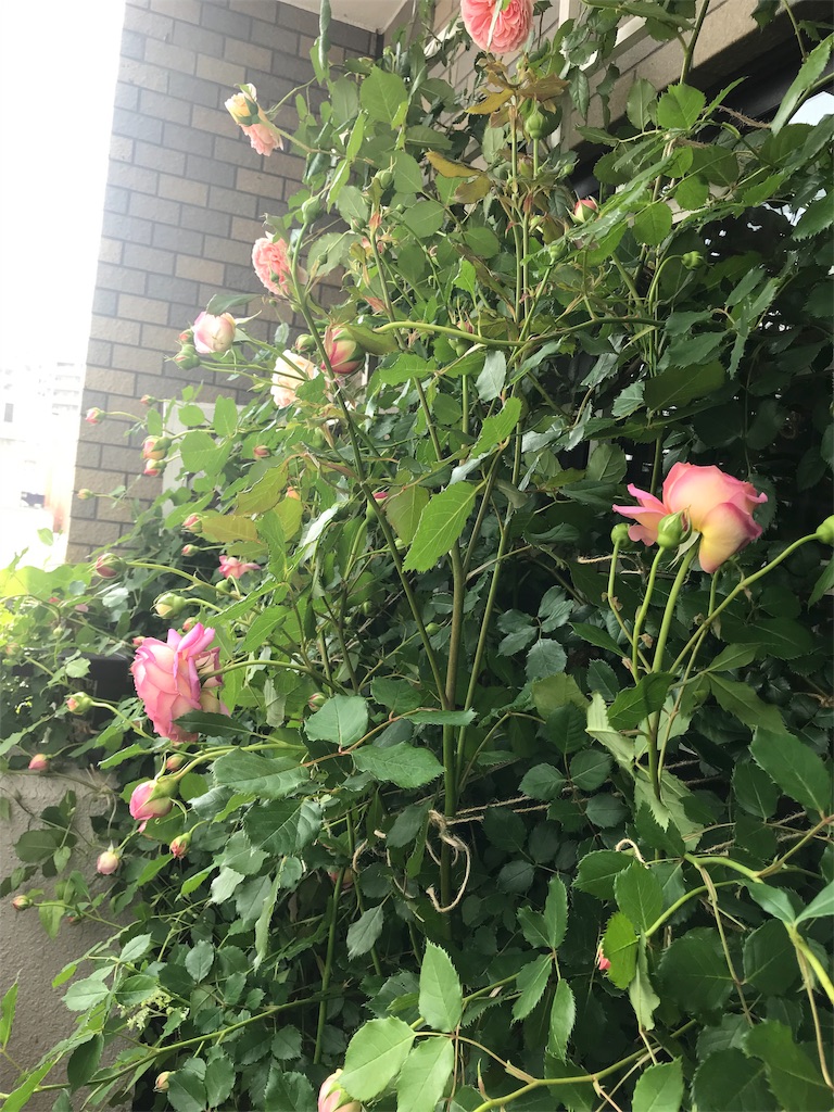 f:id:kibimon:20190515065117j:image