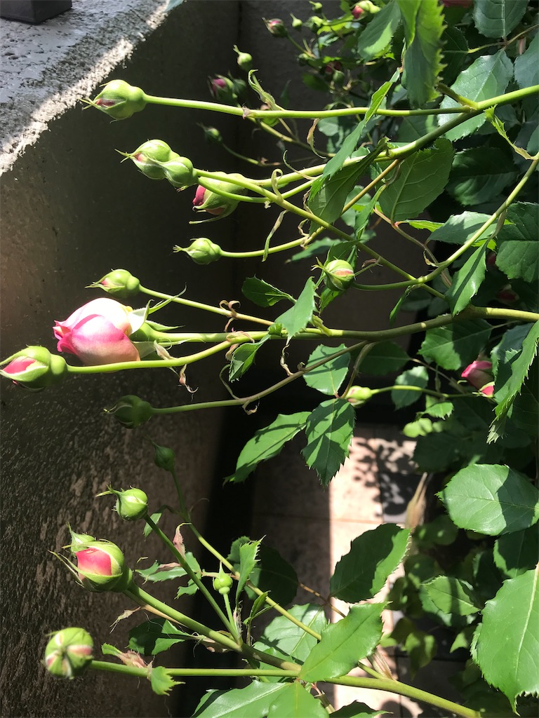 f:id:kibimon:20190515065125j:image