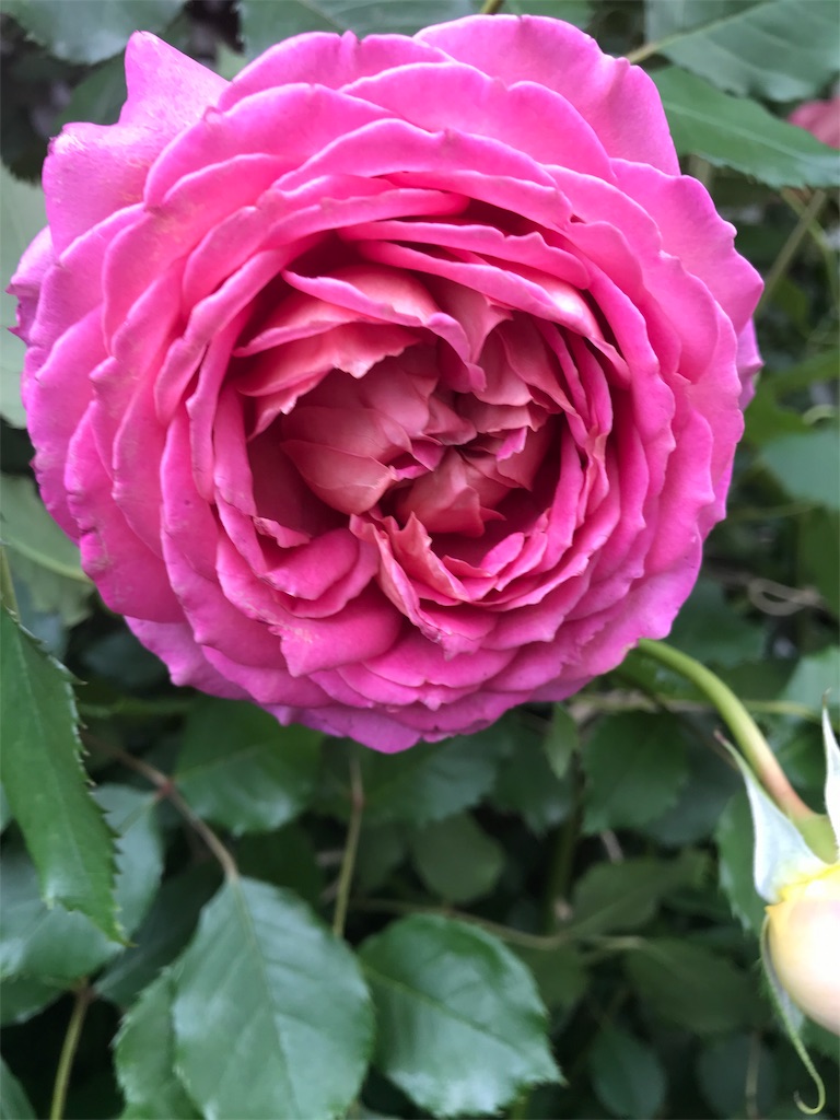 f:id:kibimon:20190515065129j:image