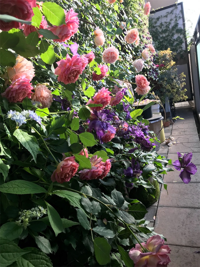 f:id:kibimon:20190517065647j:image