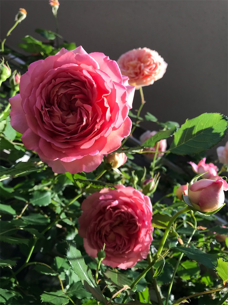 f:id:kibimon:20190517065651j:image