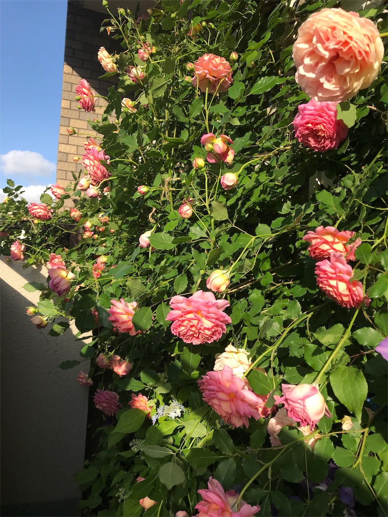 f:id:kibimon:20190517065655j:image