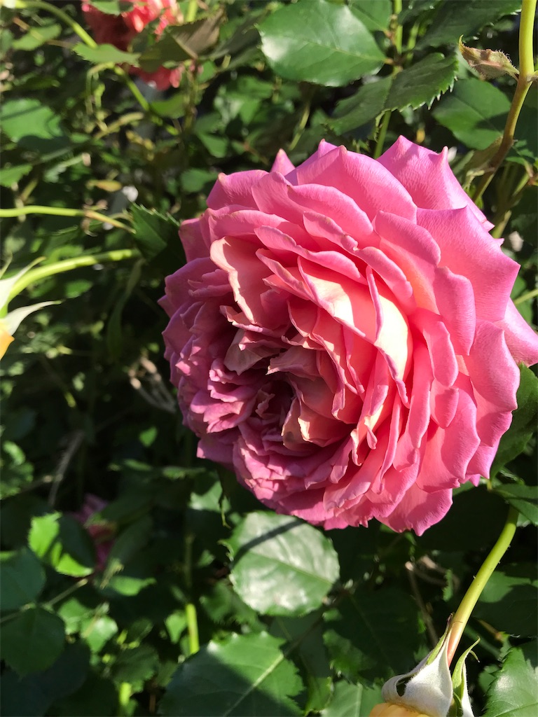 f:id:kibimon:20190517065700j:image