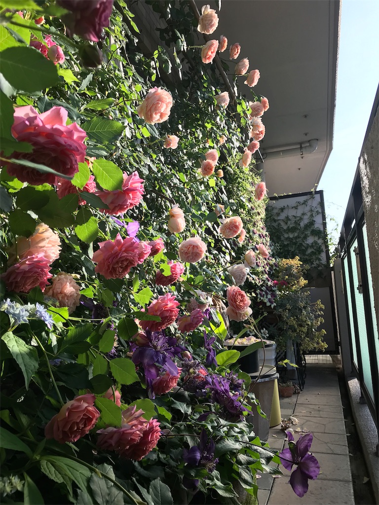 f:id:kibimon:20190517065704j:image