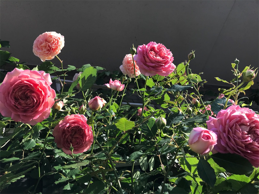 f:id:kibimon:20190517065708j:image