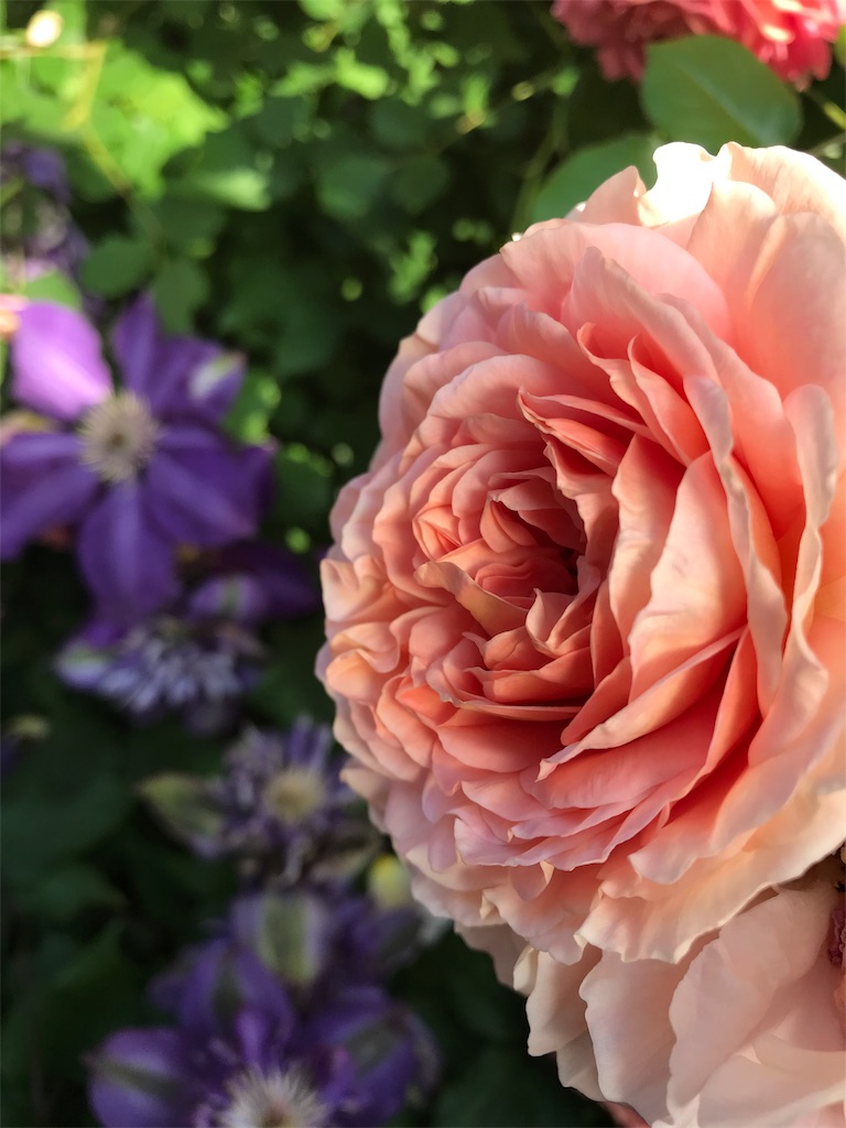 f:id:kibimon:20190517065711j:image