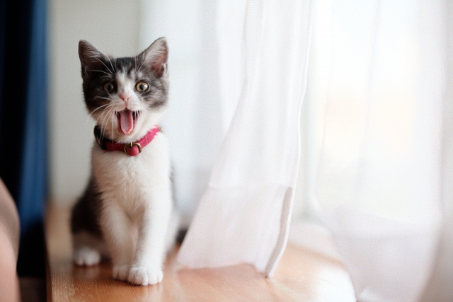 「にゃー」猫の鳴き声が聞こえてきて可愛いボカロ曲3選 - 個性を摘んだら理想が咲いた