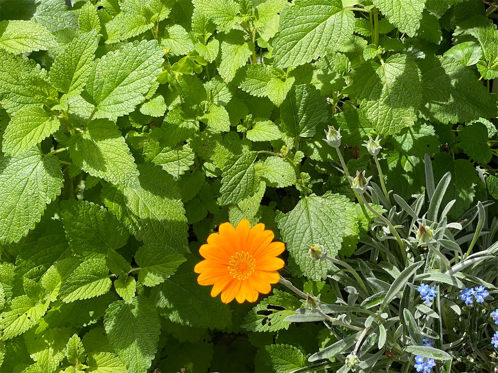 f:id:kicky-kite:20210517064241j:image f:id:kicky-kite:20210517064241j:image