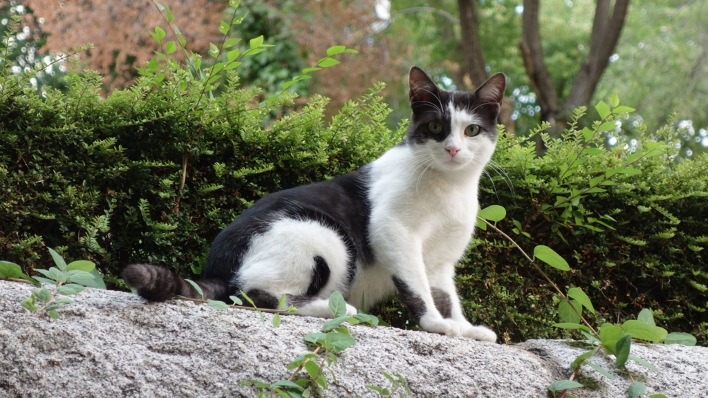 f:id:kiddomaru3:20171118184004j:plain