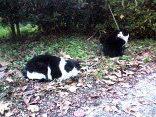 f:id:kidmin:20101121165247j:image