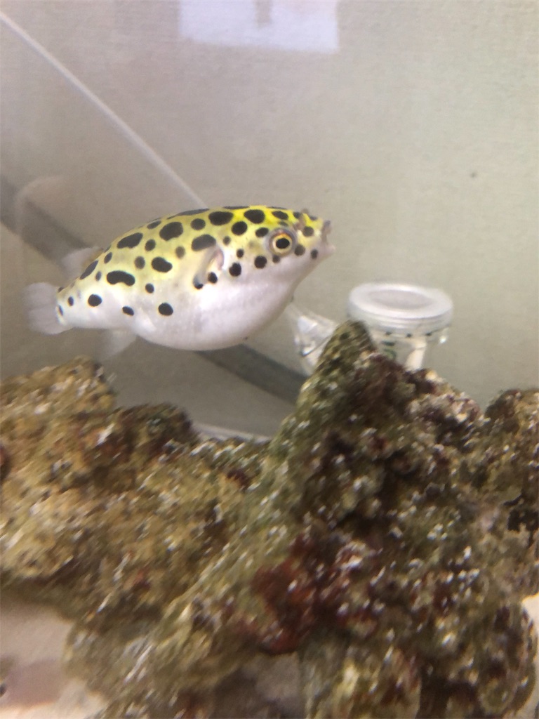 f:id:kidokoro0521:20190814173820j:image f:id:kidokoro0521:20190814173820j:image