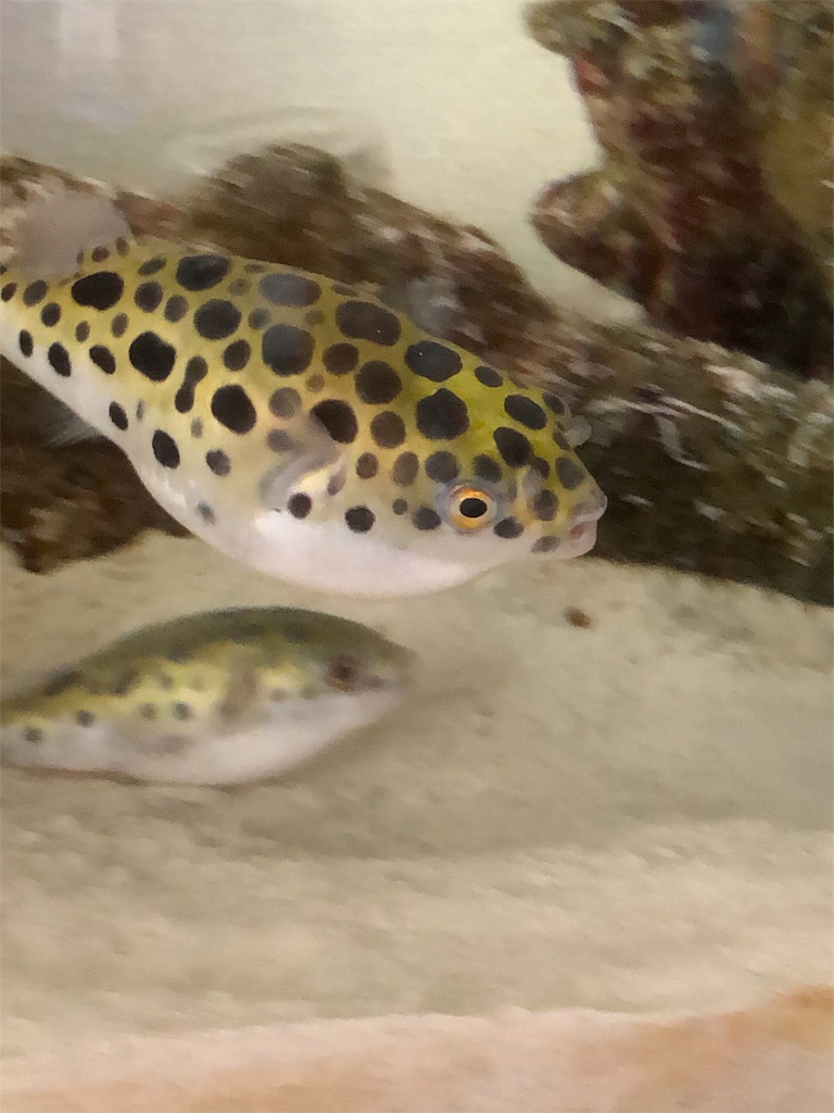 f:id:kidokoro0521:20190911175633j:image f:id:kidokoro0521:20190911175633j:image