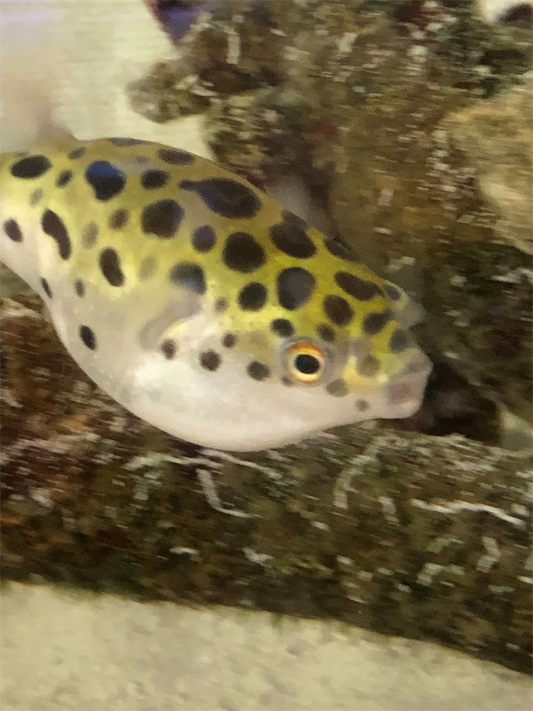 f:id:kidokoro0521:20190911175636j:image f:id:kidokoro0521:20190911175636j:image