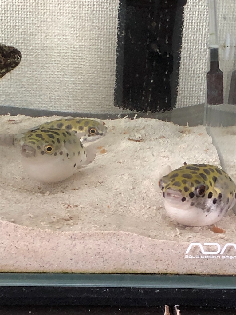 f:id:kidokoro0521:20190911175647j:image f:id:kidokoro0521:20190911175647j:image