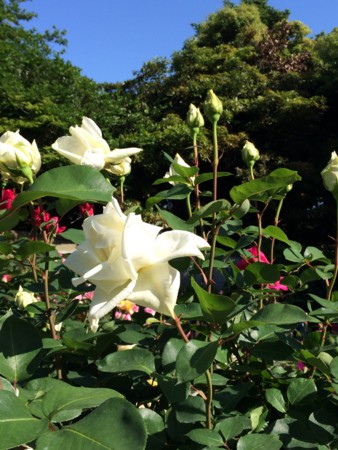 f:id:kidou:20140517151538j:image