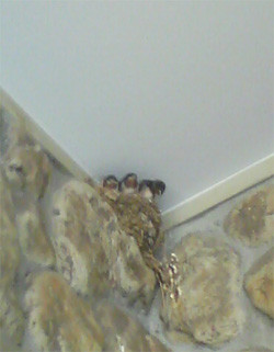 f:id:kiet6:20100805145352j:image