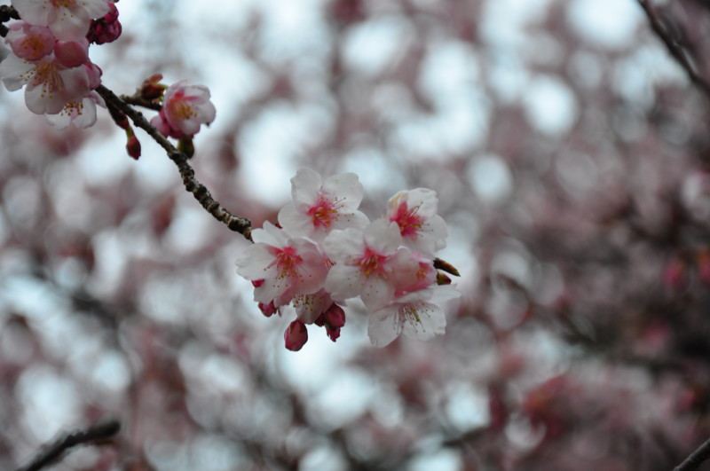 f:id:kifuyu:20100214145931j:image