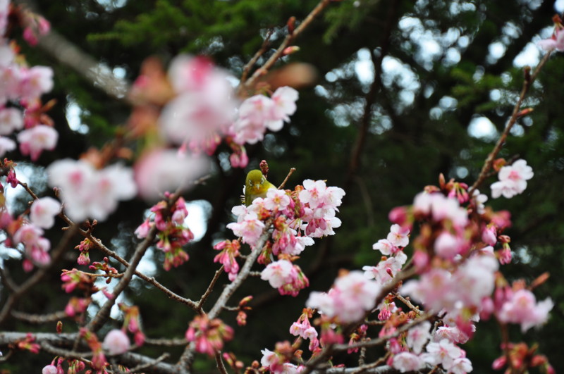 f:id:kifuyu:20100214150245j:image