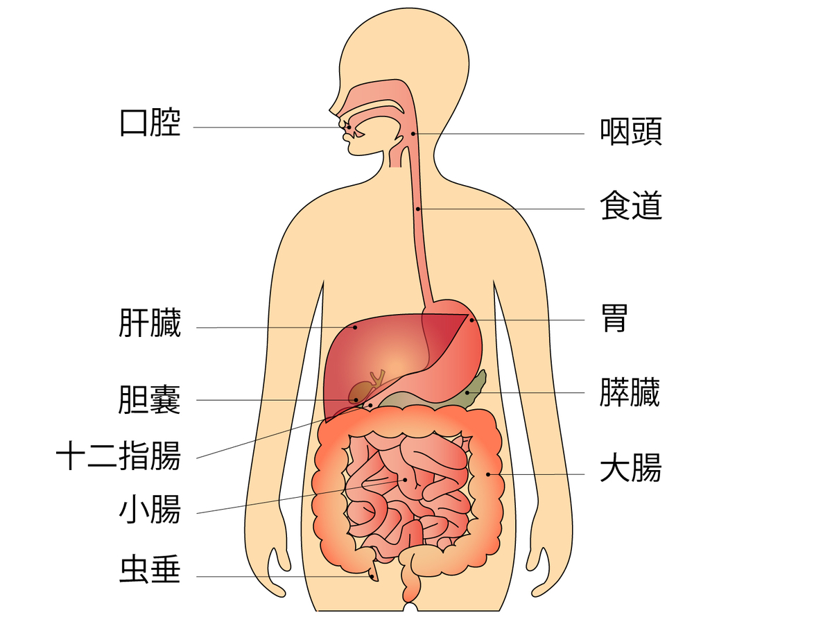 消化器系の他の部分