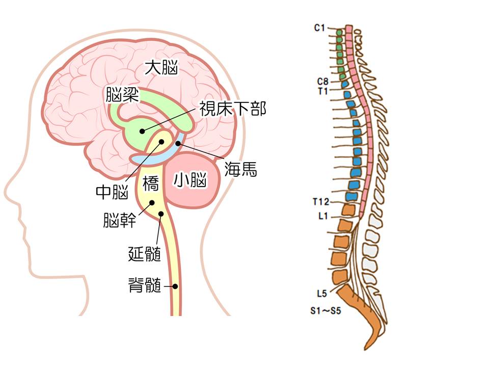 医師の診察を受ける時期
