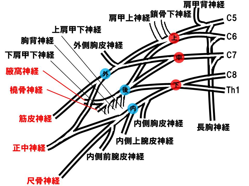 BPNの見通し