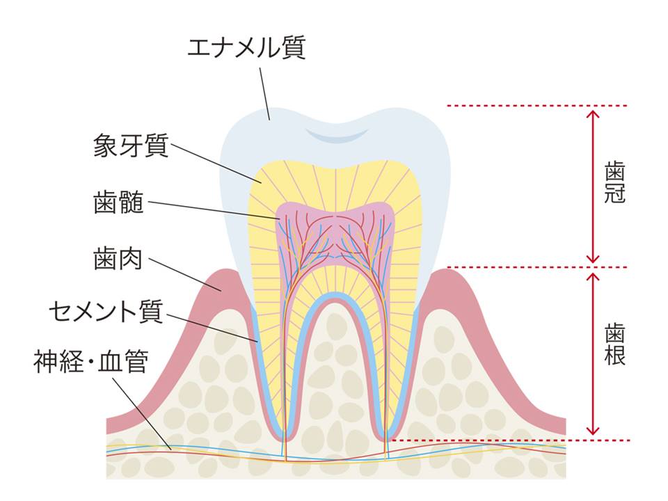 CD―ROM 摂食・嚥下のメカニズム　画像でみる歯の解剖　画像でみる歯科放射線学 CD―ROM 摂食・嚥下のメカニズム 画像でみる歯の解剖 画像でみる