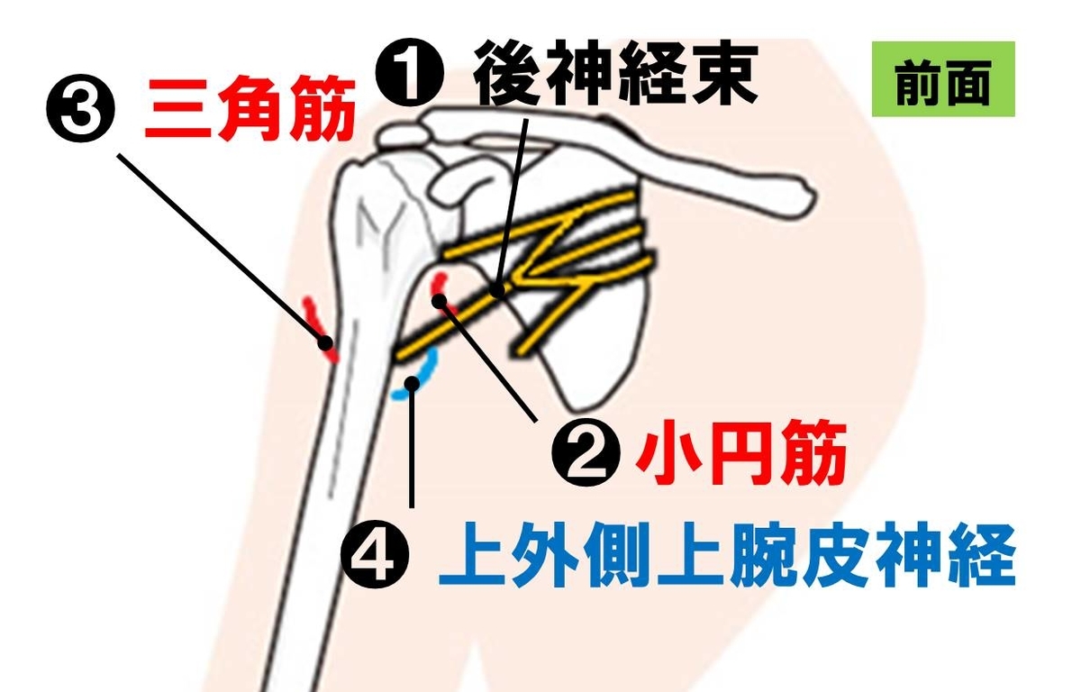 基礎から学ぶ 腋窩神経 解剖生理学 Ptot国家試験対策ブログ