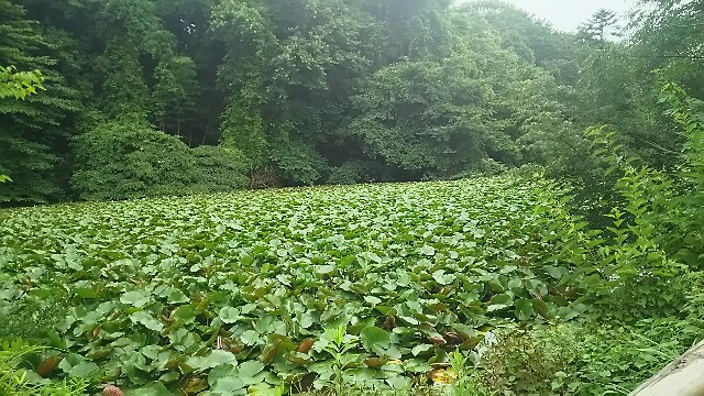f:id:kiha-gojusan-hyakusan:20160715222022j:image f:id:kiha-gojusan-hyakusan:20160715222022j:image