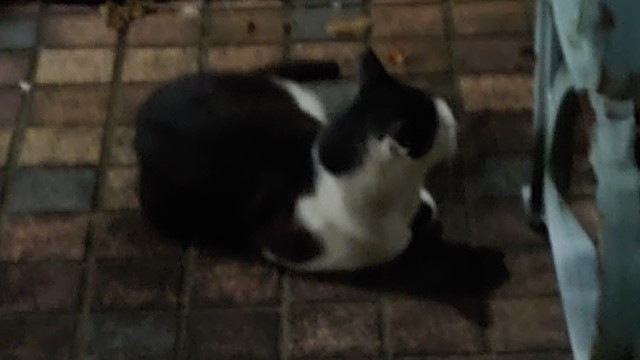 f:id:kiha-gojusan-hyakusan:20210823220410j:image